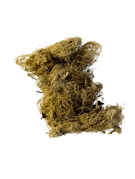Lichen - Image 1