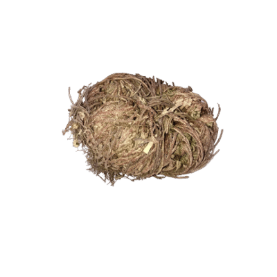 Rose of Jericho