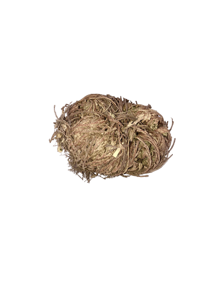 Rose of Jericho